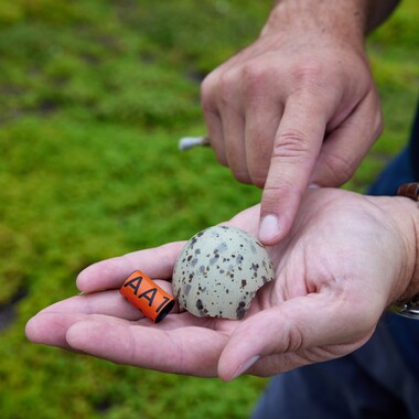 Dr. Dustin Partridge measures a Herring Gull egg on the Javits Green Roof.