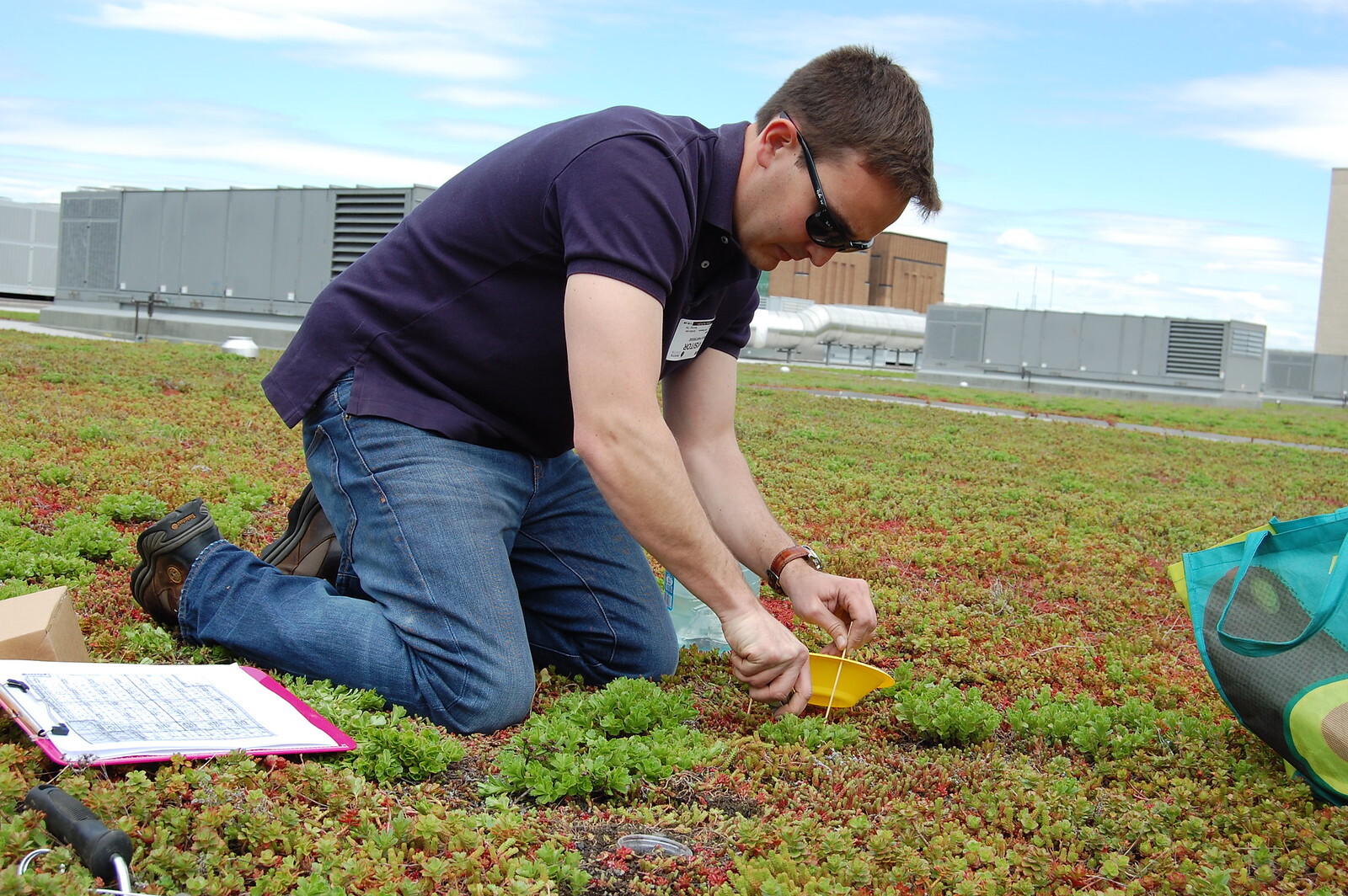 Dr. Partridge samples arthropods in the sedum of the Jacob K. Javits Convention Center green roof. Photo: NYC Bird Alliance