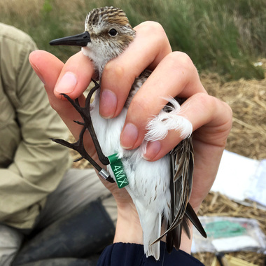 This migrating Semipalmated Sandpiper was captured in a “mist net” (a fine net used to safely catch and band birds) at Big Egg Marsh in Jamaica Bay. NYC Bird Alliance researchers weighed and measured the bird before fitting it with a field-readable leg tag, so that its movements can be reported by observant birders and researchers. Photo: NYC Bird Alliance