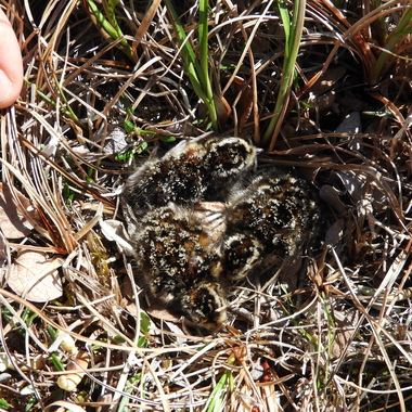 While NYC Bird Alliance’s banded Semipalmated Sandpipers most likely don’t go as far as Alaska, where this nest was photographed, they most likely raise their chicks in a similar grassy nests along the northern coast of Canada. The female leaves the nest within a few days of hatch, while the male stays until the young can fly. Both parents migrate south before their young. <a href="https://www.flickr.com/photos/usfws_alaska/43214551264" target="blank_">Photo</a>: Lisa Kennedy/<a href="https://creativecommons.org/licenses/by-nc-nd/2.0/" target="_blank" >CC BY-NC-ND 2.0</a>