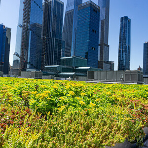 The Jacob K. Javits Center green roof is the city's largest and provides habitat for over 50 bird species. With increased tax incentives for buildings to create green roofs, NYC Bird Alliance hopes to increase their installations throughout the City. Photo: NYC Bird Alliance