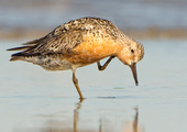 A Red Knot tends to its bright breeding plumage as it passes through New York City. Photo: <a href="https://pbase.com/btblue" target="_blank" >Lloyd Spitalnik</a>