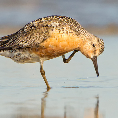 A Red Knot tends to its bright breeding plumage as it passes through New York City. Photo: <a href="https://pbase.com/btblue" target="_blank" >Lloyd Spitalnik</a>