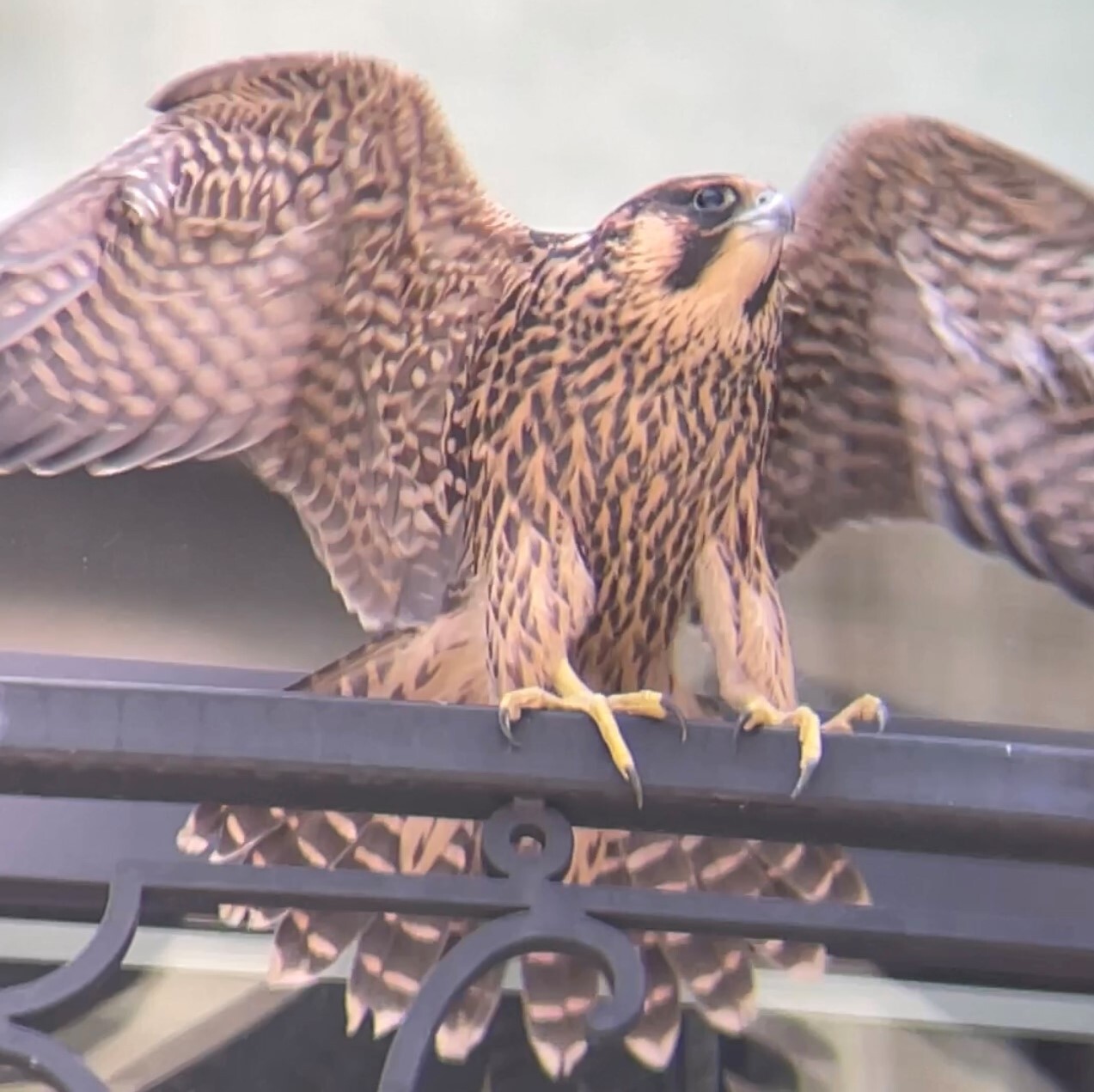 A fledgling peregrine tests its wings. Photo: Karen Benfield