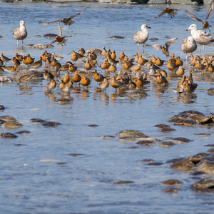 Atlantic Horseshoe Crabs among Red Knots in Delaware Bay during August spawning. Photo: IronAmmonite.com