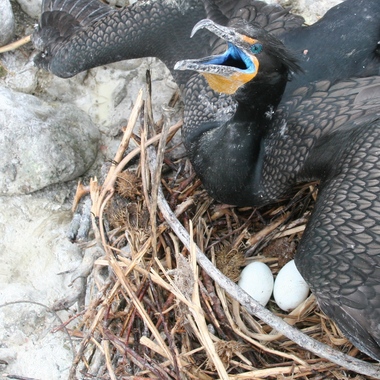 An adult Double-crested Cormorant on its nest (which is often on the ground, like this one). Note the “crests” of this bird’s breeding plumage, as well as the surprising color of its eyes and mouth. Photo: NYC Bird Alliance