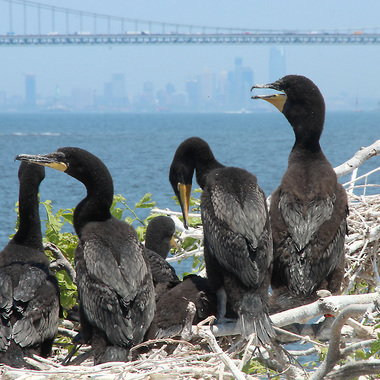 Young Double-crested Cormorants on their nest on Swinburne Island, in the lower harbor just south of the Verrazzano-Narrows Bridge. These fledglings have just been banded by NYC Bird Alliance; an orange band is just visible on the leg of the right-most bird. Photo: <a href="https://www.facebook.com/don.riepe.14" target="_blank" >Don Riepe</a>