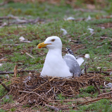 A nesting Herring Gull in Jamaica Bay. Herring gulls nest on the ground. Photo: NYC Bird Alliance