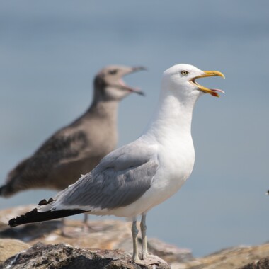 Herring Gull adult and immature on Hoffman Island. Photo: Debra Kriensky
