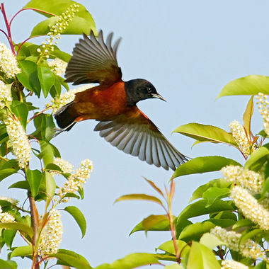 The chestnut-and-black male Orchard Oriole sometimes claims nesting territory in parks along the Hudson River. 
Photo: <a href="https://laurameyers.photoshelter.com/index" target="_blank">Laura Meyers</a>