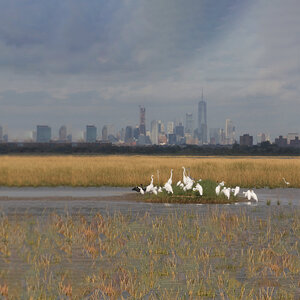 Great and Snowy Egrets, Double-crested Cormorants, and a Great Blue Heron gather in Jamaica Bay. Photo: Don Riepe