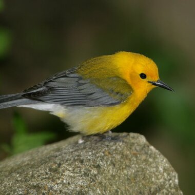 Prothonotary Warblers are among the species that “overshoot” in the spring, coming a bit too far north before returning further south to breed. Photo: Steve Nanz