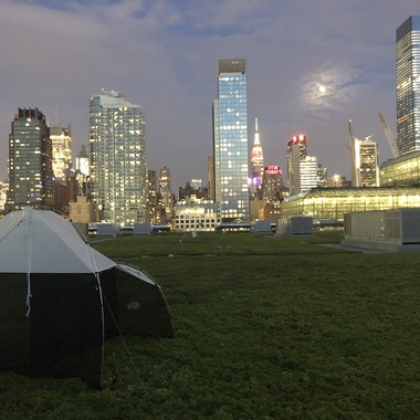 Sampling night flying arthropods to assess bat prey abundance on the Jacob K. Javits Convention Center Green Roof. Photo: NYC Bird Alliance