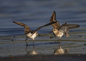 <a name="profiles"></a>Two Semipalmated Sandpipers “face off” in Jamaica Bay. Male Semipalmated Sandpipers normally precede females during spring migration, and set up territories on northern breeding grounds before the females arrive. Photo: <a href="http://www.fotoportmann.com/" target="_blank" >François Portmann</a>