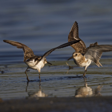 Two Semipalmated Sandpipers “face off” in Jamaica Bay. Male Semipalmated Sandpipers normally precede females during spring migration, and set up territories on northern breeding grounds before the females arrive. Photo: <a href="http://www.fotoportmann.com/" target="_blank" >François Portmann</a>