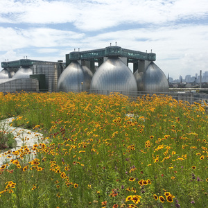 Kingsland Wildflowers Green Roof atop Broadway Stages in Greenpoint, Brooklyn. Photo: NYC Bird Alliance.