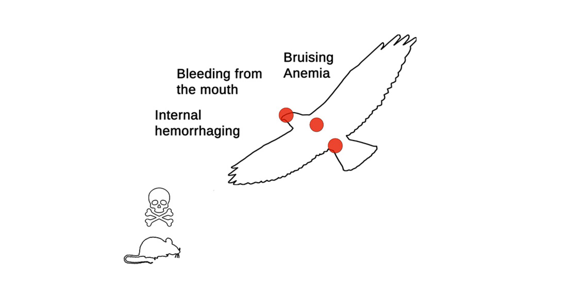 Signs of rodenticide poisoning in birds of prey. Graphic: NYC Bird Alliance