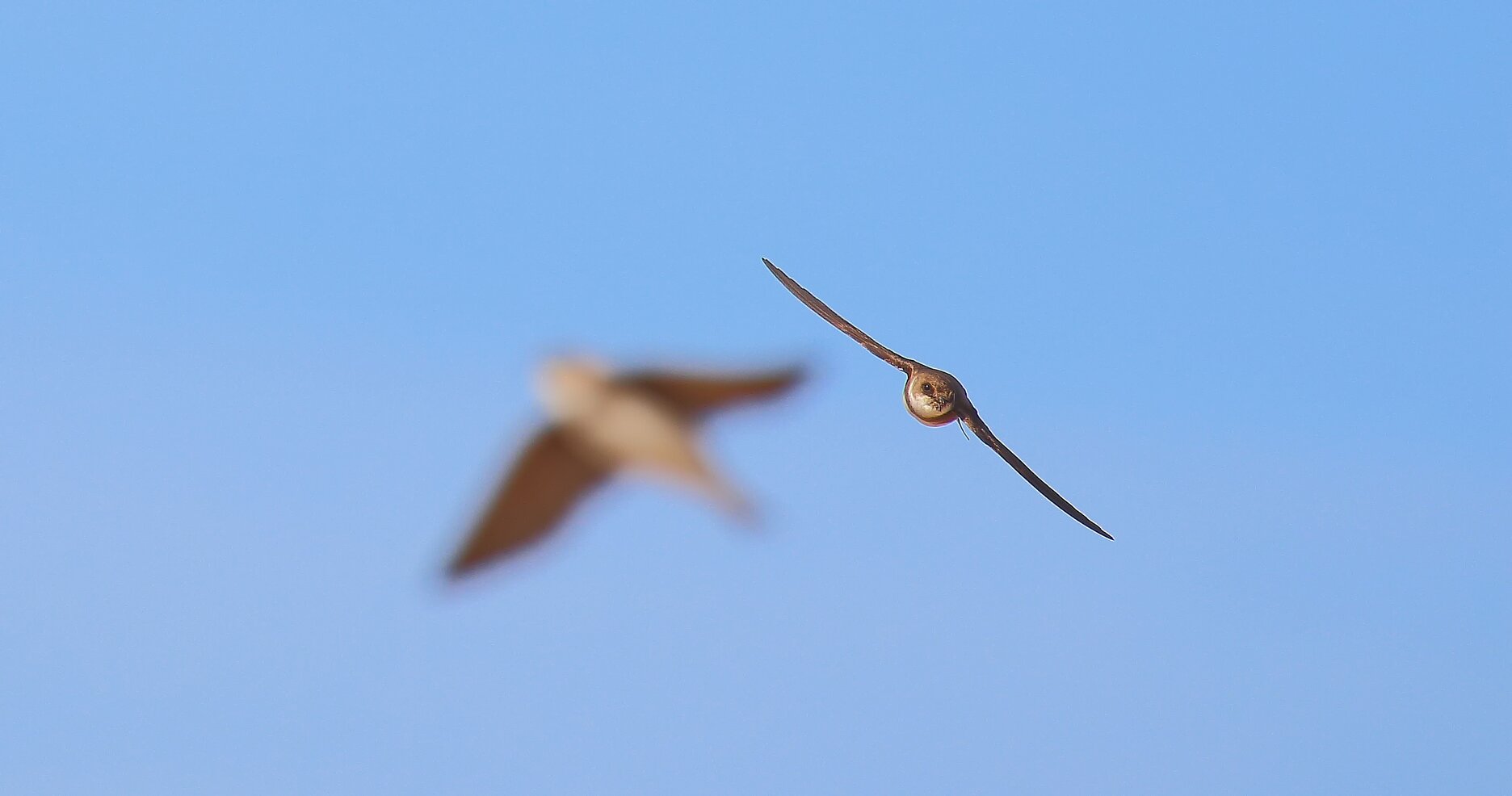 Bank Swallows, an unusual nesting species in New York City, soar over the Flats of Great Kills Park. Photo: Lawrence Pugliares