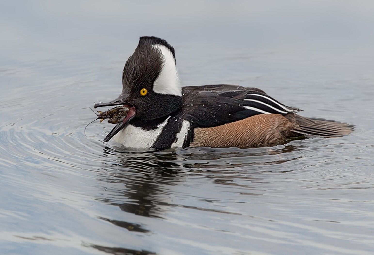 Hooded Mergansers find sustenance in Long Pond Park over the winter. Photo: David Speiser