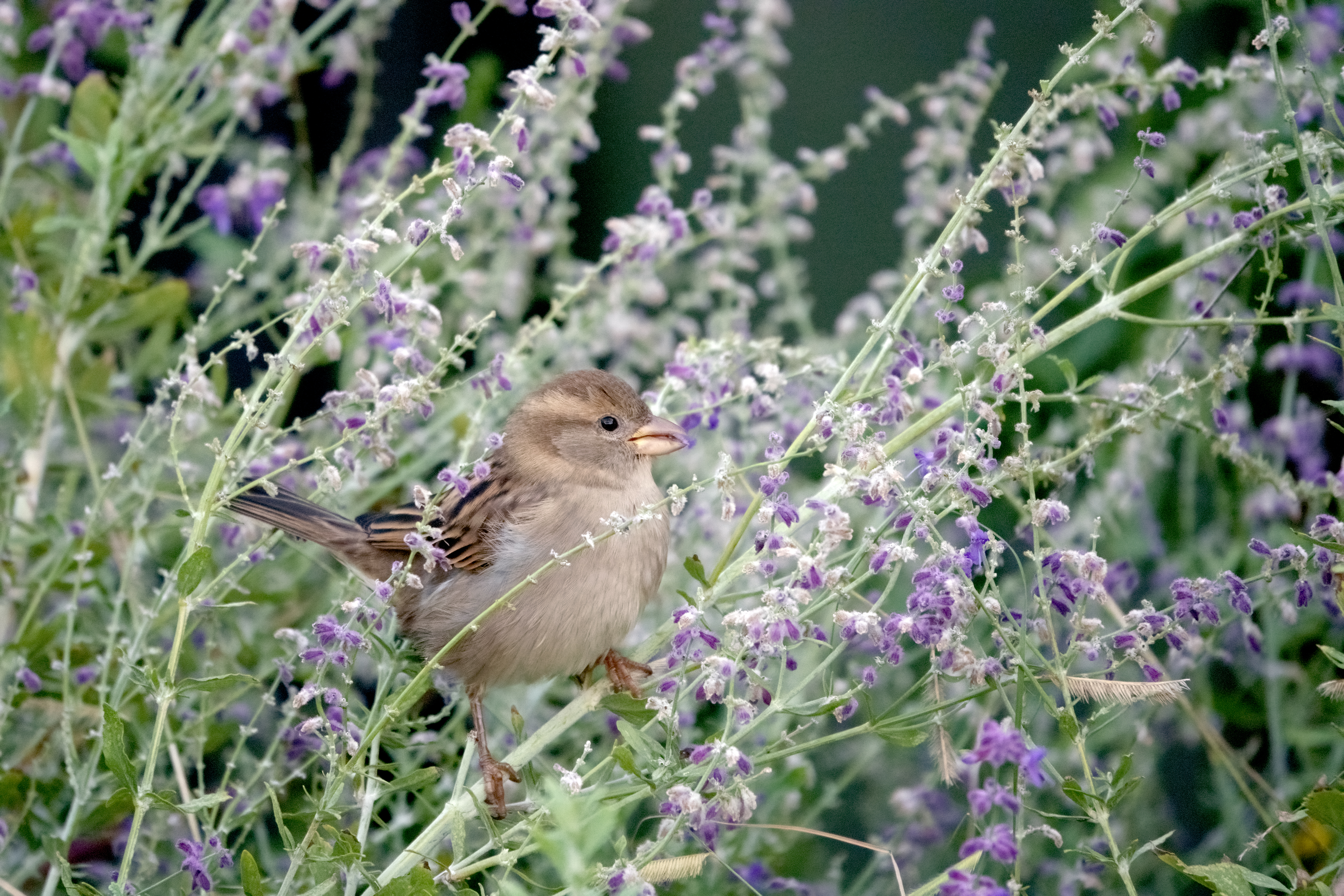 A House Sparrow forages atop a Google campus building. Photo by Michelle Talich.