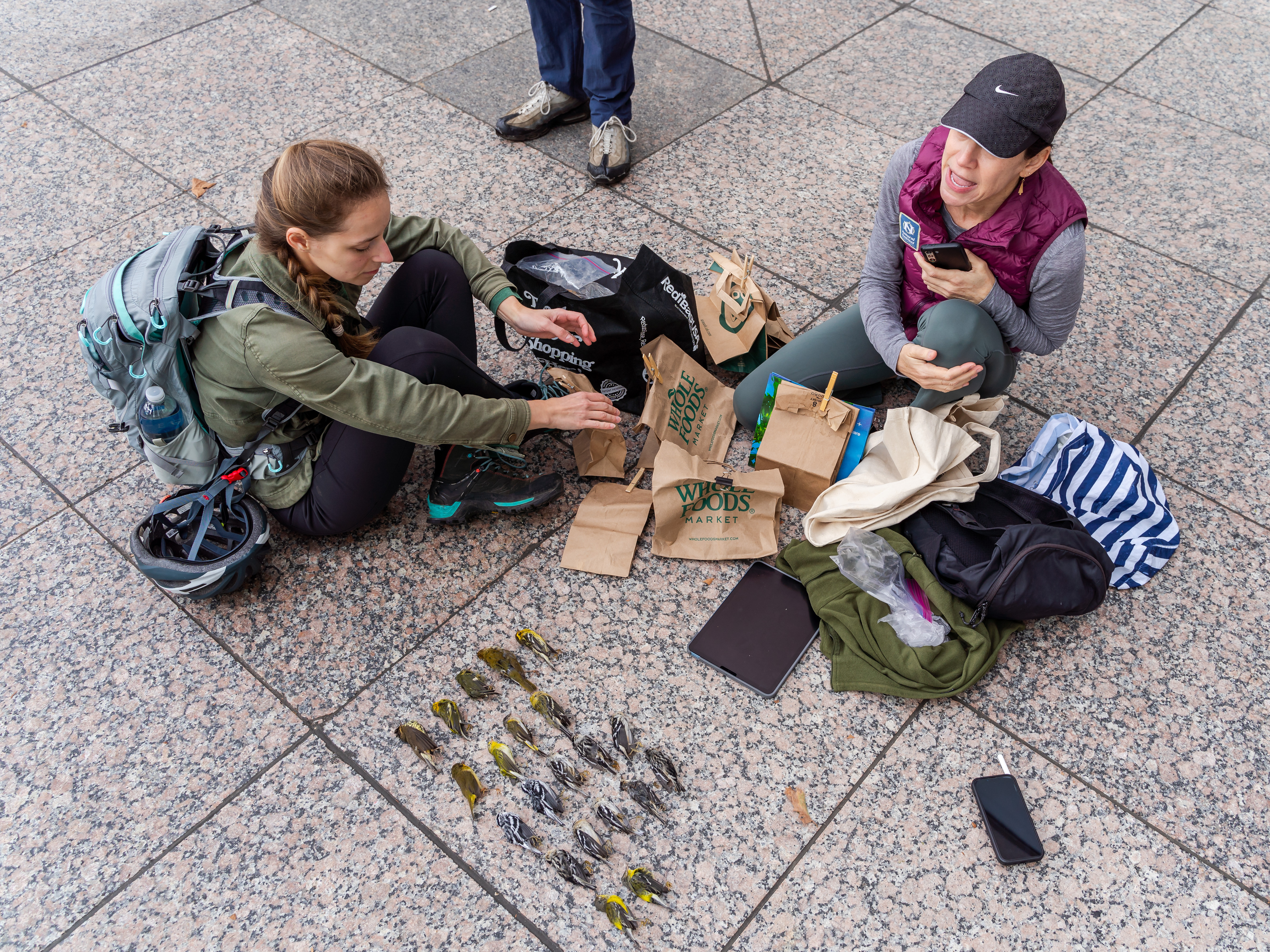 Project Safe Flight volunteers Hilary Berliner and Fruzsina Agocs document the bird collision victims as onlookers watch in shock. Injured and stunned birds are kept in paper bags and transferred to the Wild Bird Fund. Photo by Winston Qin.