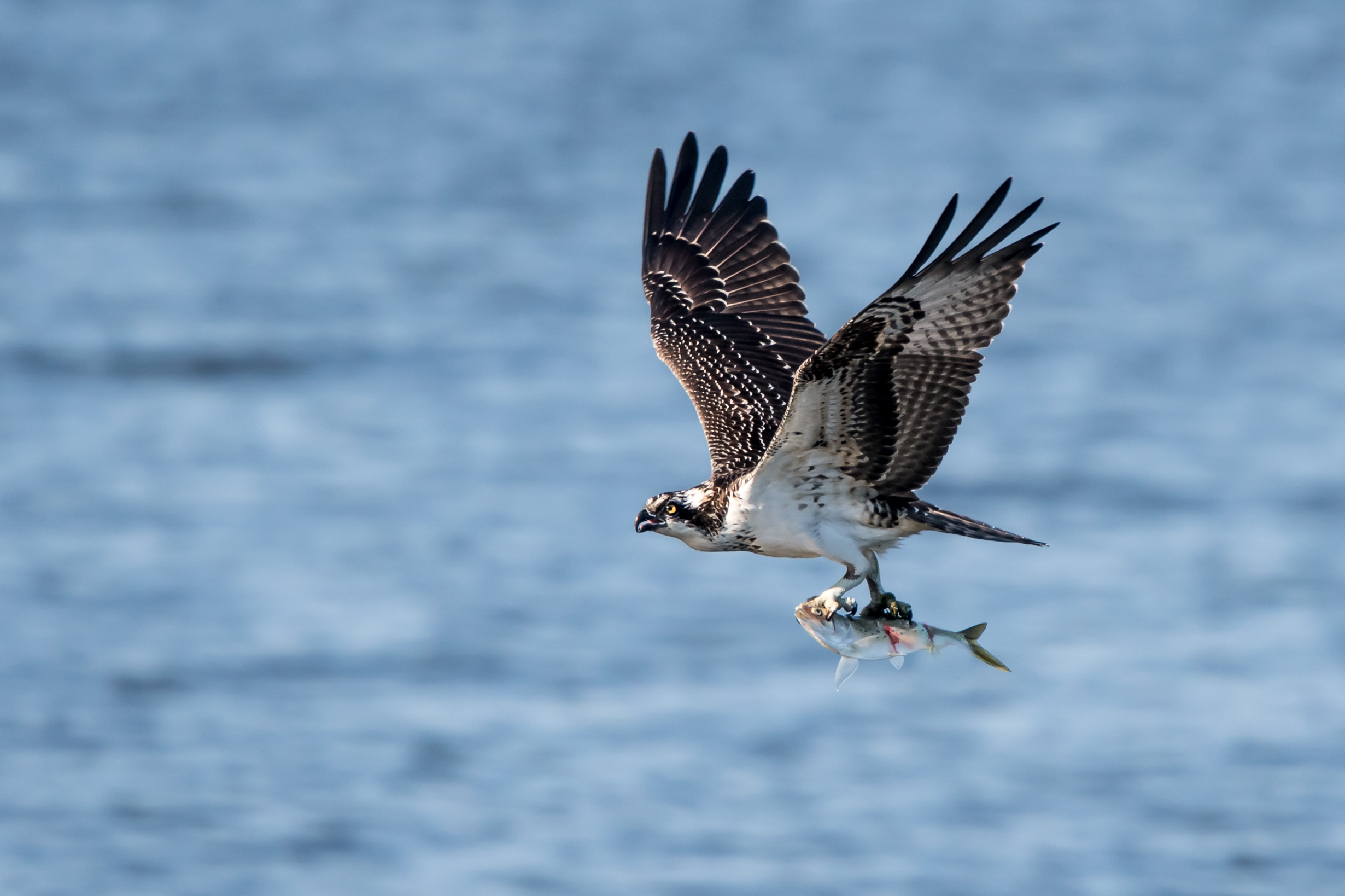 Osprey with a freshly caught Menhaden in its talons © Abeselom Zerit