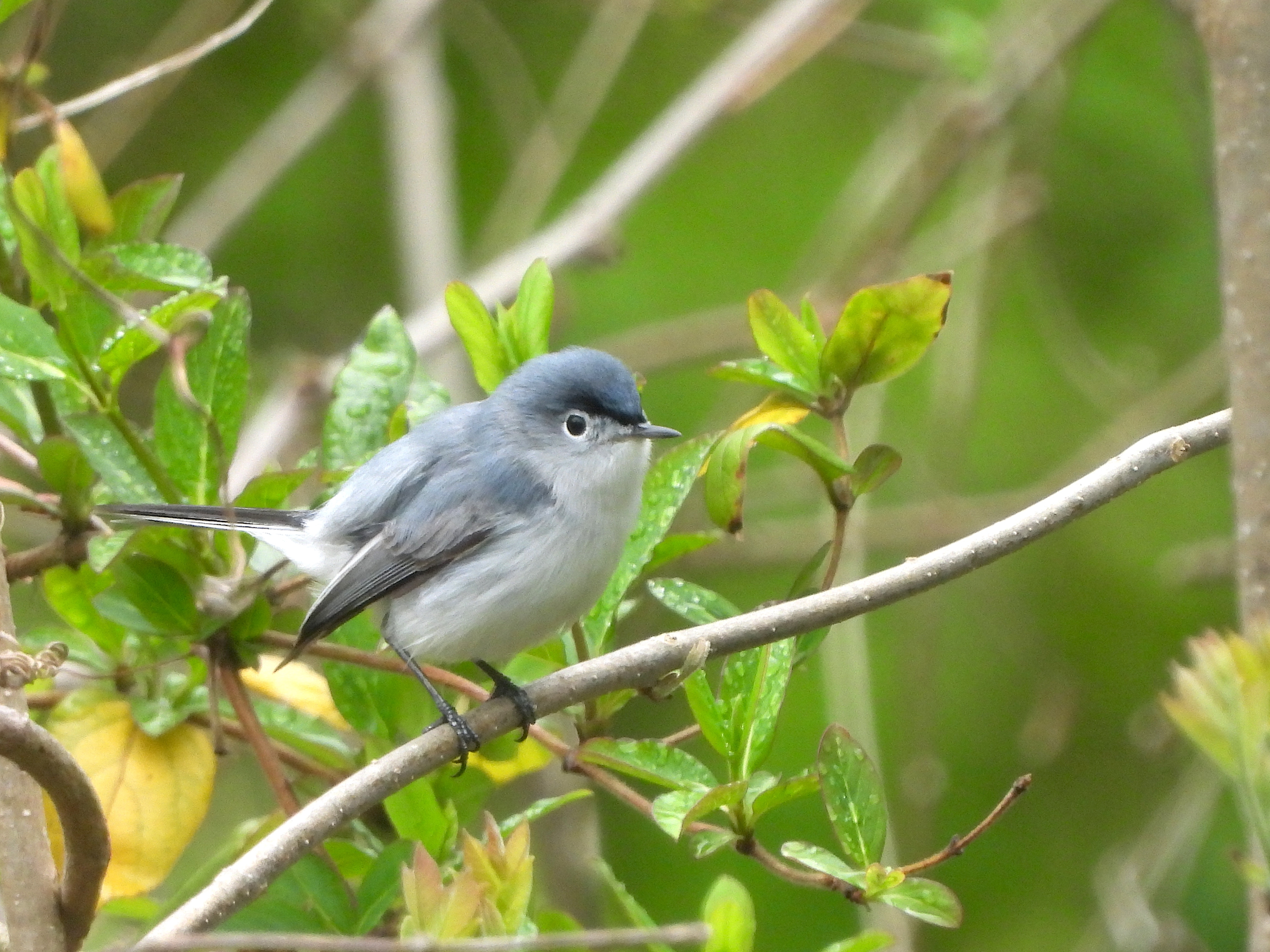 Blue-gray Gnatcatcher, photographed by Nick Dawson in Staten Island’s Graniteville Neighborhood. Photo: Nick Dawson
