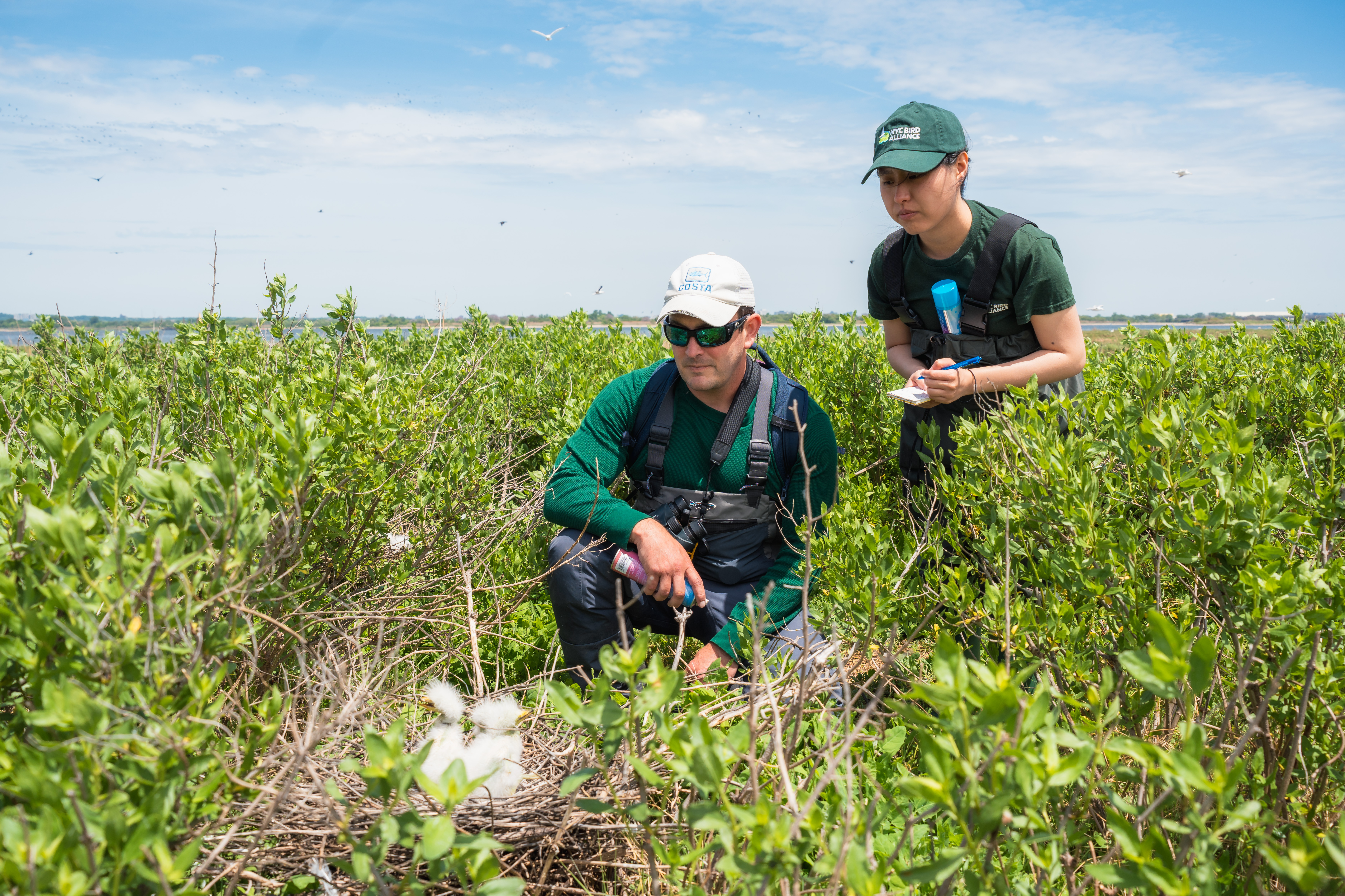 Dr. Dustin Partridge surveys an Egret nest on a Harbor Heron Island © Winston Qin