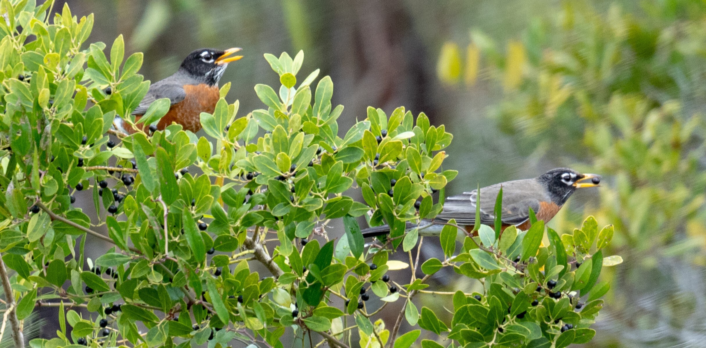 American Robins eat from an Inkberry Holly ⓒ rjcox