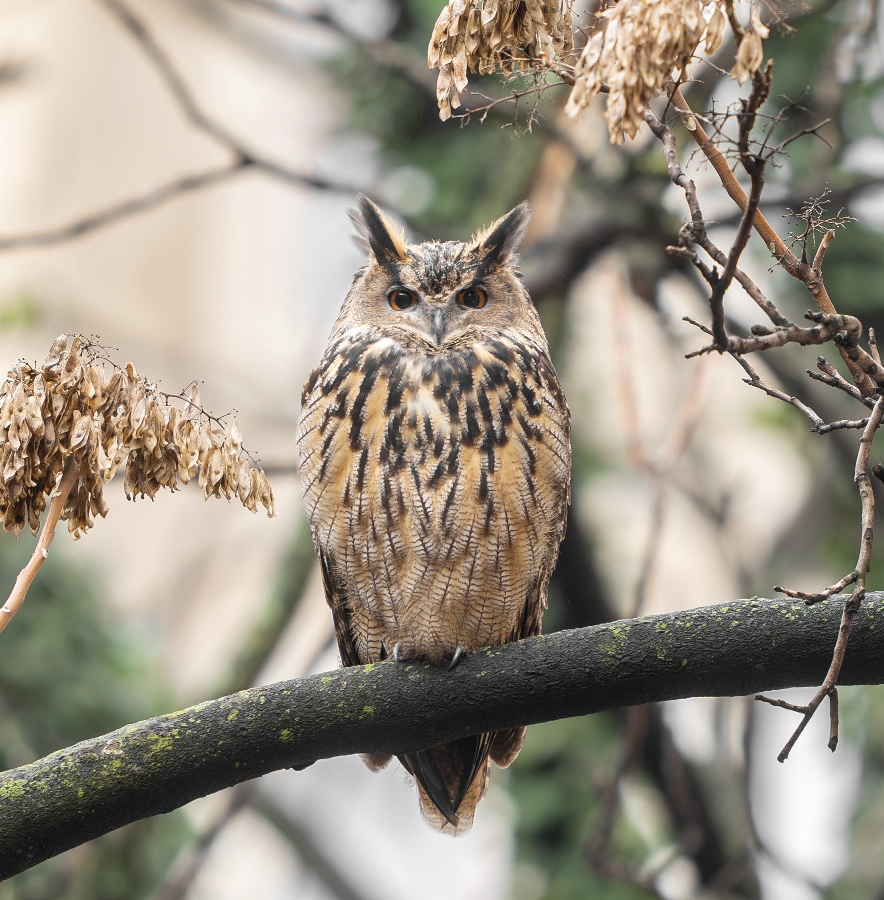 Flaco the Eurasian Eagle-owl in 2023 © Jacqueline Emery