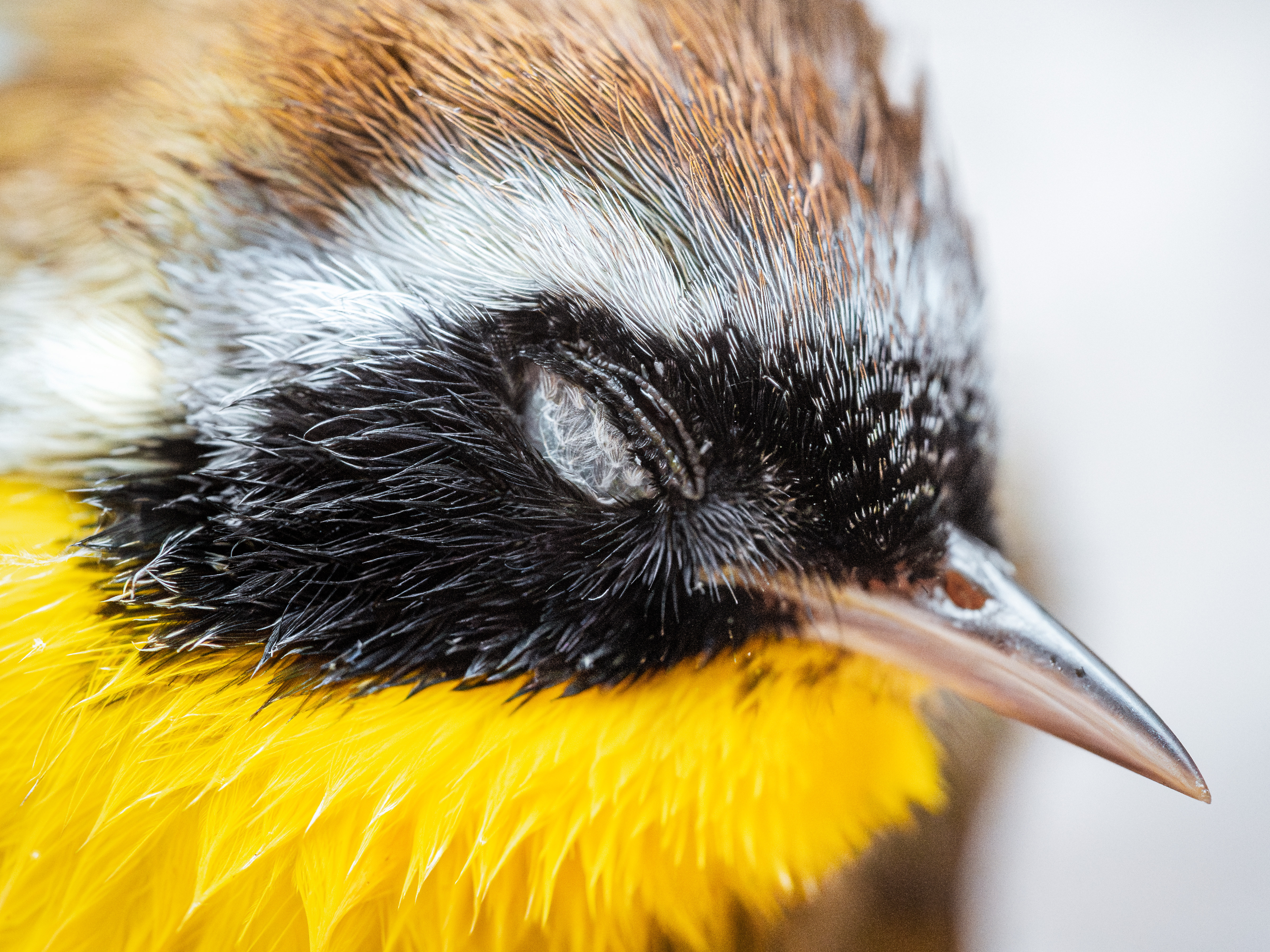The marvelous plumage of a stunned (but alive!) male Common Yellowthroat. Common Yellowthroats are common collision victims found throughout fall migration in the northeast. Photo by Winston Qin.
