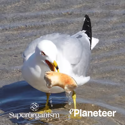 Courtesy of Planeteer Capital