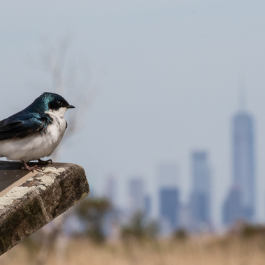 Tree Swallow in Queens, NY. Photo: Ryan Mandelbaum