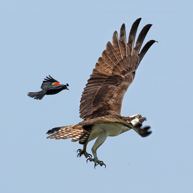 A Red-winged Blackbird harasses an Osprey that has strayed too close the smaller bird’s nesting territory. Photo: <a href="https://pbase.com/btblue" target="_blank" >Lloyd Spitalnik</a>