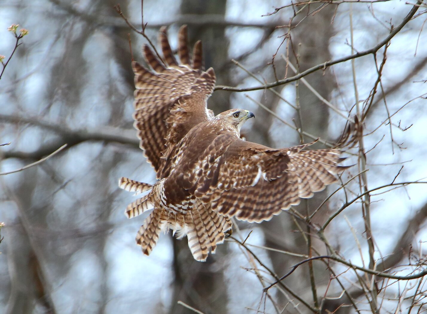 A young Red-tailed Hawk manages despite some damaged tail feathers. Photo: Lawrence Pugliares
