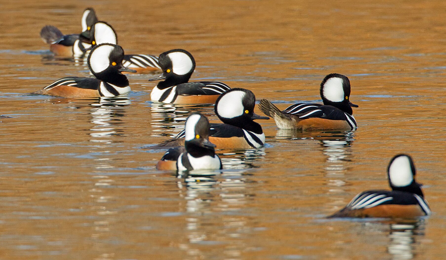 Hooded Mergansers are usually found in at least one of the City’s boroughs during the Audubon Christmas Bird Count. Photo: <a href="https://pbase.com/btblue" target=_blank">Lloyd Spitalnik</a>