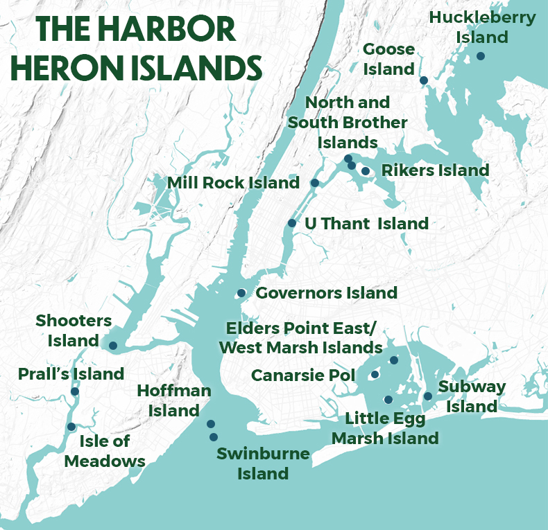 The Harbor Heron Islands (blue dots). These waterbird nesting colonies have been monitored by NYC Bird Alliance researchers since 1982. Graphic: NYC Bird Alliance. <a href="https://nycaudubon.org/rails/active_storage/disk/eyJfcmFpbHMiOnsibWVzc2FnZSI6IkJBaDdDRG9JYTJWNVNTSnJkbUZ5YVdGdWRITXZkVFUyYW5KeGVuQm1kM1oyYnpCNWJXRjVNelJuWlc1bmEzTTNkeTg1WlRRME5EZG1ZekJoTlRWbVlqVXpNRGxrTlRneE9UYzNNekV4TWpRNU5HUmlZbVptTVdFM05tRmtOemxpTWpJMFpXSmhaRFppWlRSbE9UQmlNbVZoQmpvR1JWUTZFR1JwYzNCdmMybDBhVzl1U1NKYmFXNXNhVzVsT3lCbWFXeGxibUZ0WlQwaWFHaGZhR0ZpYVhSaGRGOXRZWEJmWm1sdVlXd3VhbkJuSWpzZ1ptbHNaVzVoYldVcVBWVlVSaTA0Snlkb2FGOW9ZV0pwZEdGMFgyMWhjRjltYVc1aGJDNXFjR2NHT3daVU9oRmpiMjUwWlc1MFgzUjVjR1ZKSWc5cGJXRm5aUzlxY0dWbkJqc0dWQT09IiwiZXhwIjoiMjAyMS0wMy0yOVQwMzoyMDoyNy44NjRaIiwicHVyIjoiYmxvYl9rZXkifX0=--7cc8307aca1a758e226612435c1588718c58aafb/hh_habitat_map_final.jpg?content_type=image%2Fjpeg&disposition=inline%3B+filename%3D%22hh_habitat_map_final.jpg%22%3B+filename%2A%3DUTF-8%27%27hh_habitat_map_final.jpg">Click here to enlarge</a>.