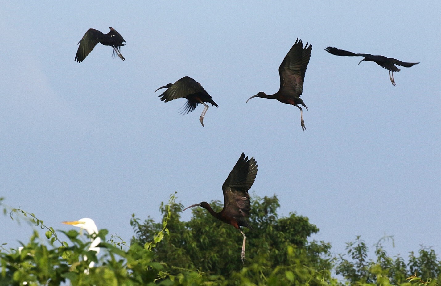 Glossy Ibis, photographed here during our Jamaica Bay survey on June 19, 2021, unfortunately saw their numbers fall to an all-time survey low of 37 pairs this year. Though numbers of this species tend to fluctuate, their NYC population seems to have declined in recent years for reasons we don’t yet understand. Photo: Don Riepe 