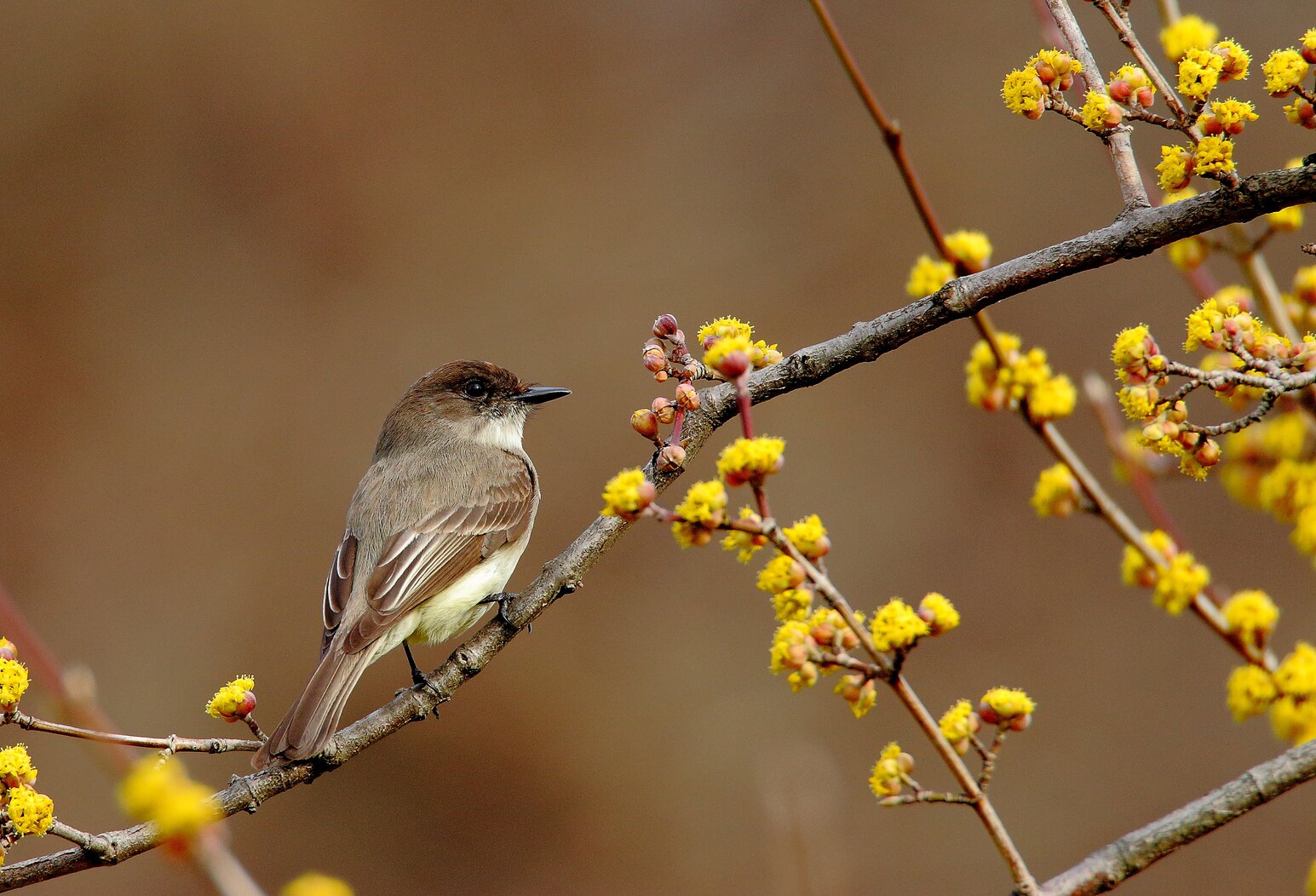 Eastern Phoebes stop by Silver Lake during migration. Photo: <a href="https://www.flickr.com/photos/120553232@N02/" target="_blank" >Isaac Grant</a>
