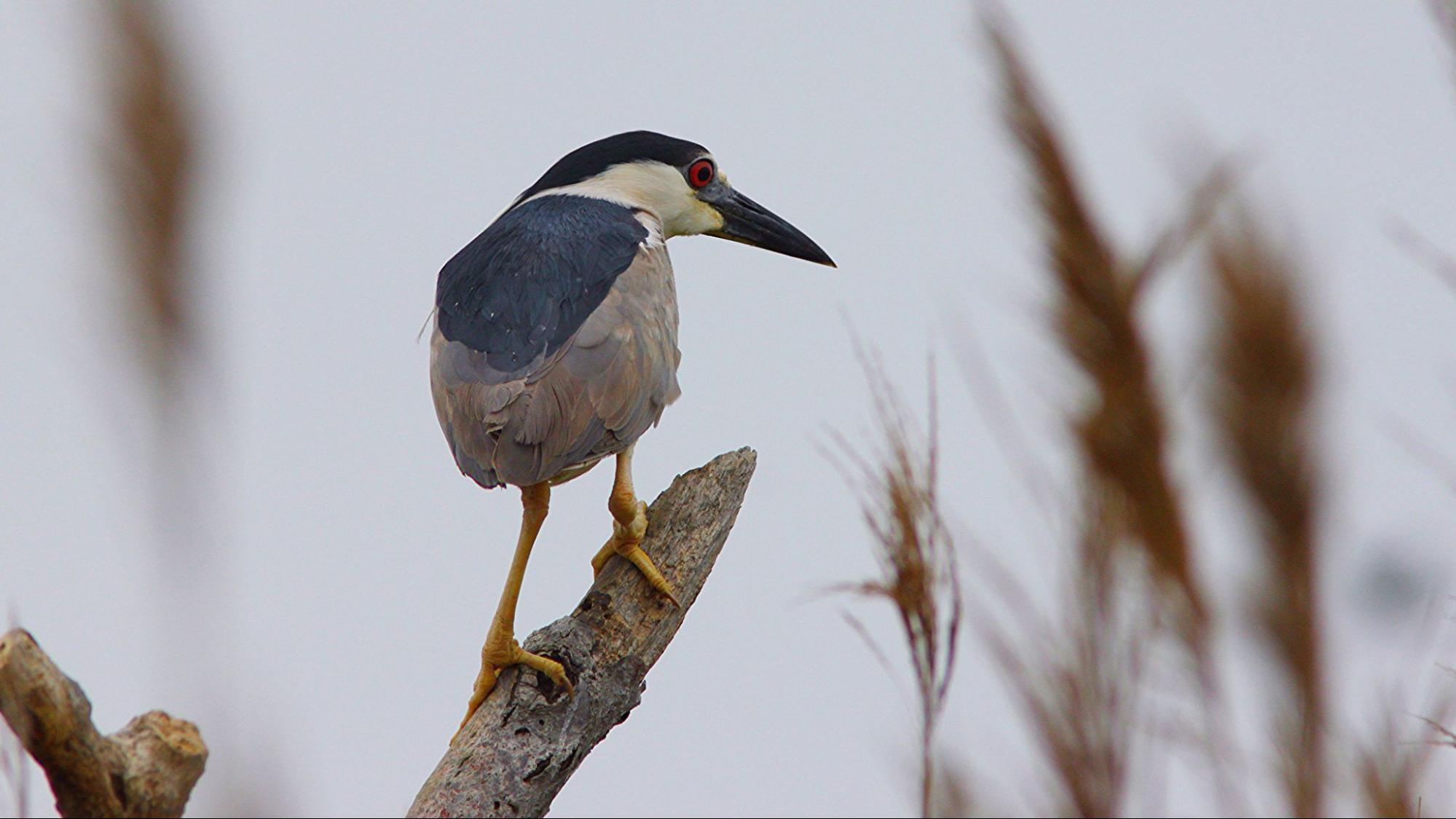 Black-crowned Night-Heron surveyed on Elder’s East Island in Jamaica Bay. Photo: Jeffrey_Kolodzinski