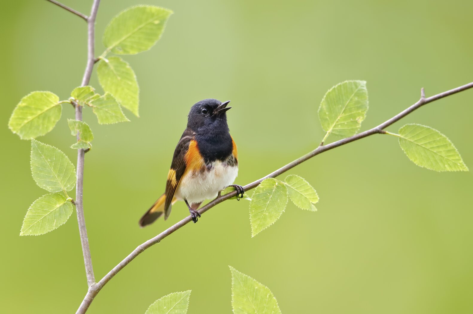 American Redstarts may nest at Ridgewood Reservoir. Photo: Isaac Grant