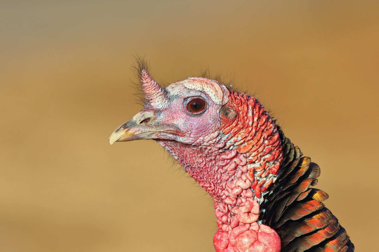 Wild Turkeys, common across Staten Island, can be spotted in and around Latourette Park. Photo: Isaac Grant