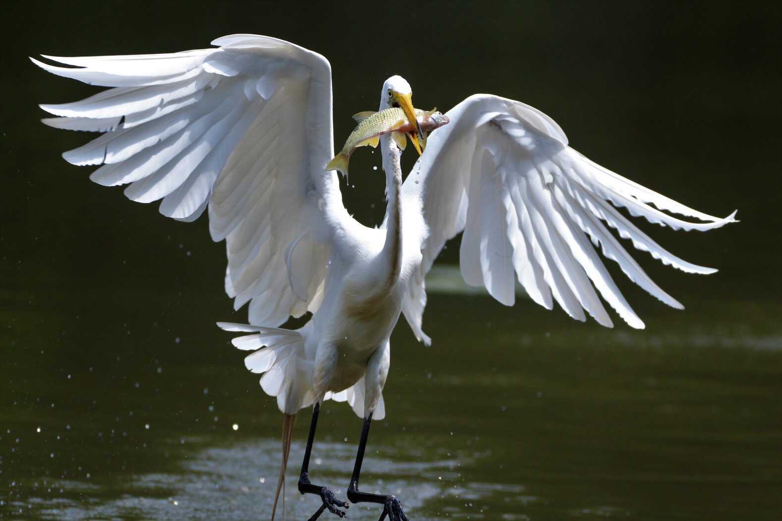Great Egrets nest on islands in Jamaica Bay. Photo: Dave Ostapiuk