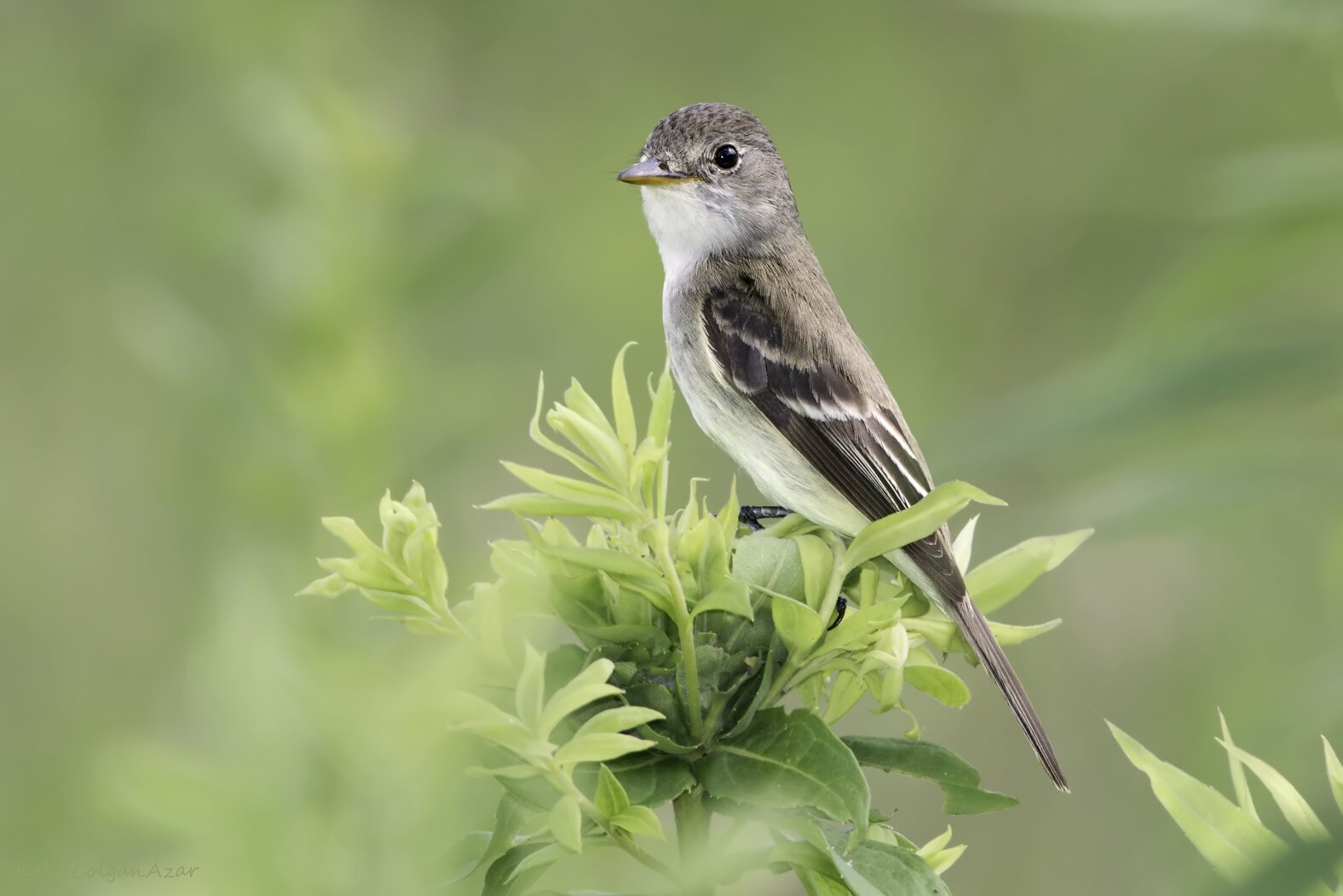 Willow Flycatchers nest at Ridgewood Reservoir. Photo: Kelly Colgan Azar/CC BY-ND 2.0