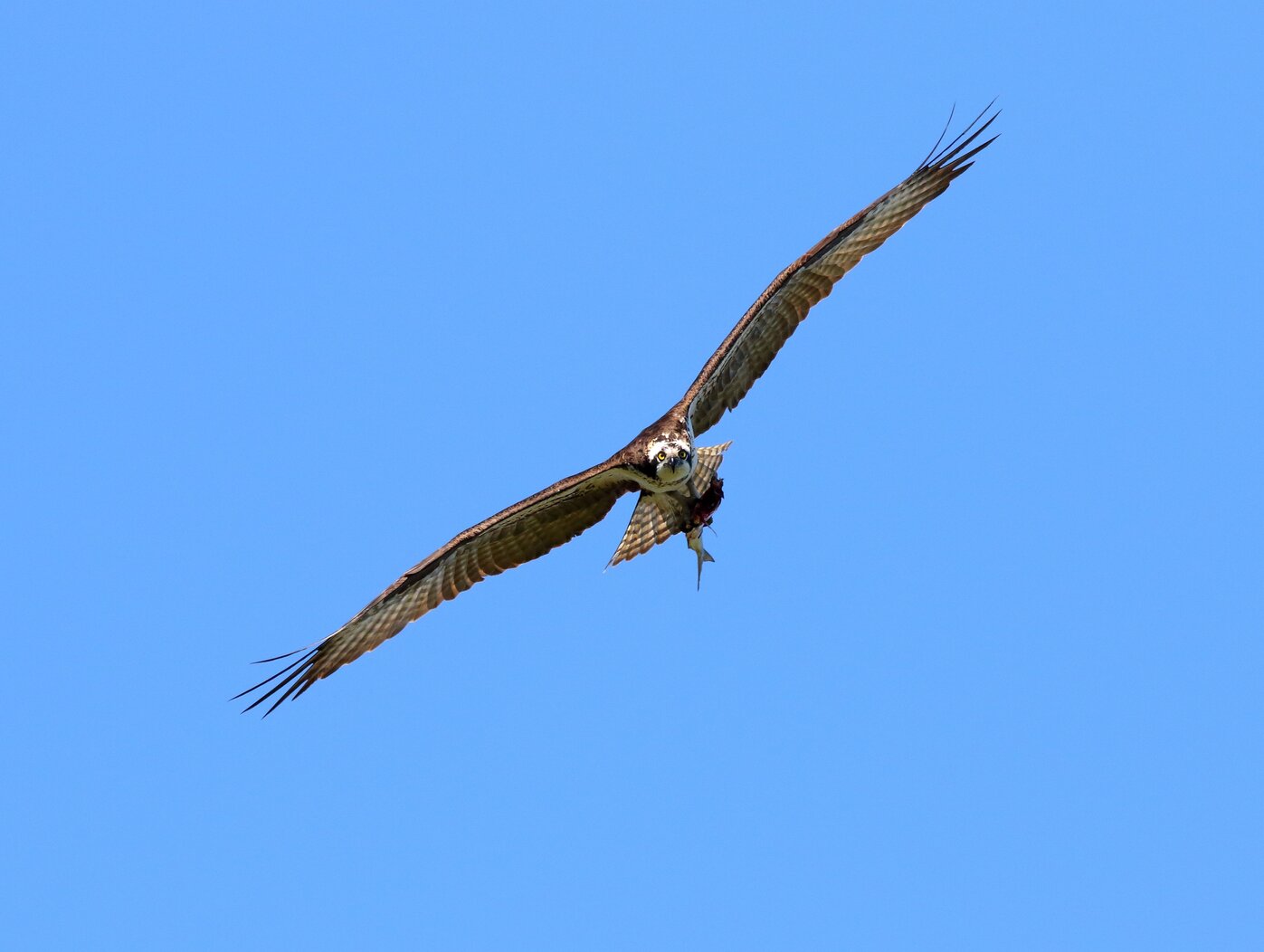 Osprey nest next to Heritage Park, and can be seen diving for fish in the Kill Van Kull to feed their young. Photo: <a href="https://www.flickr.com/photos/120553232@N02/" target="_blank" >Isaac Grant</a>