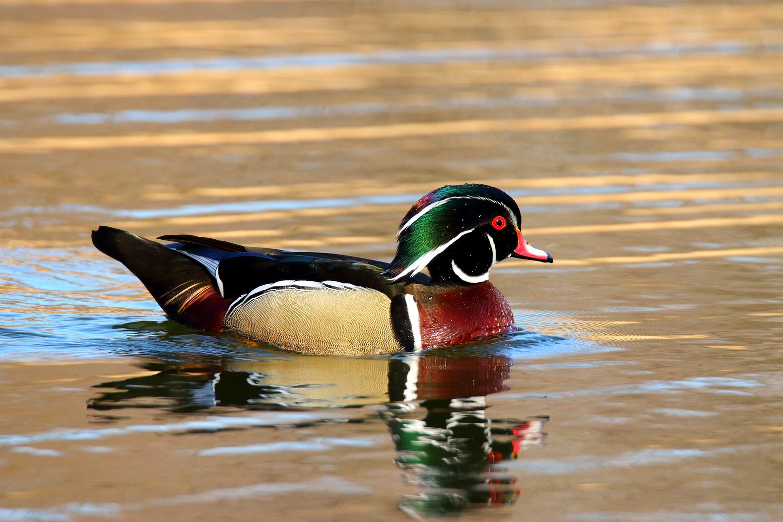 The Wood Duck finds nesting cavities in the mature trees of High Rock Park. Photo: Isaac Grant