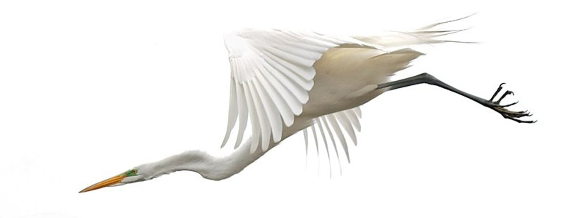 Great Egrets may stop by to forage along the marshy shore of Richmond Terrace Park. Photo: <a href="https://laurameyers.photoshelter.com/index" target="_blank" >Laura Meyers</a>