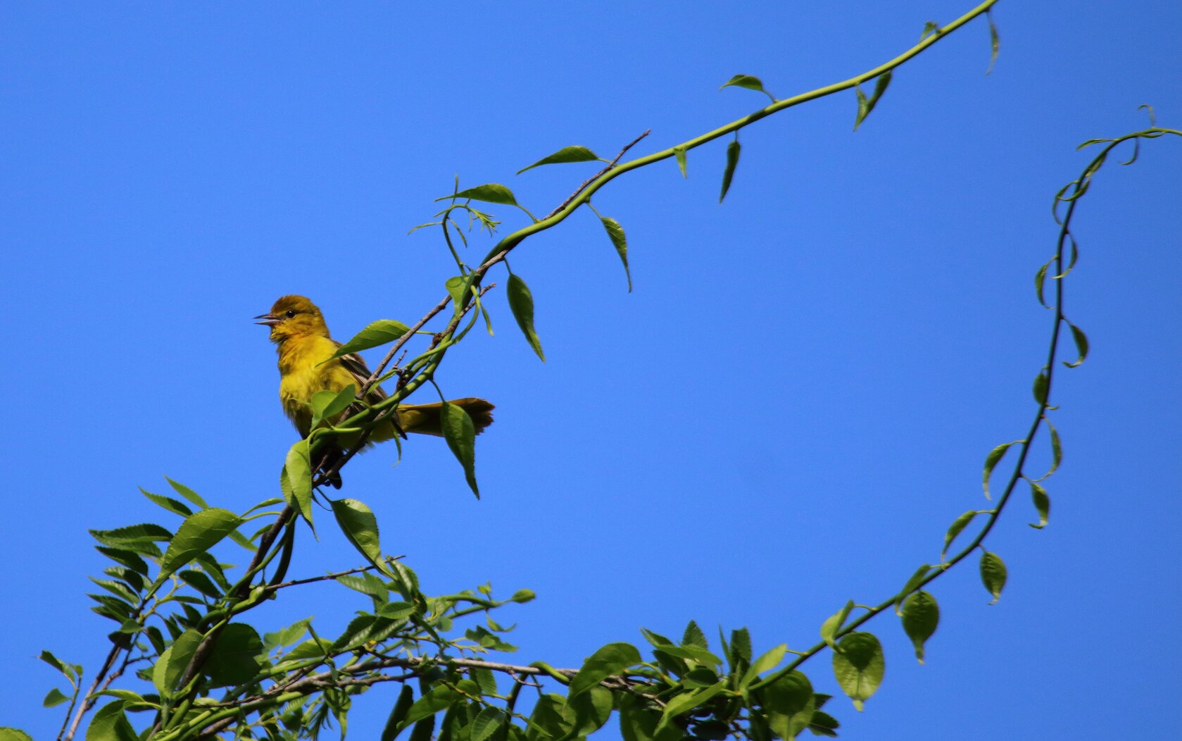 A female Orchard Oriole at Mount Loretto. Photo: Lawrence Pugliares