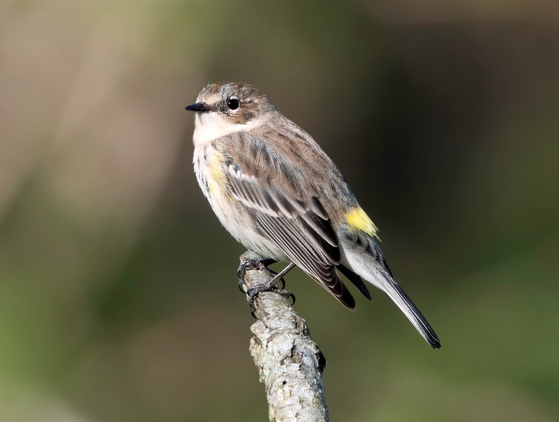 Yellow breast patches are barely discernable on this fall yellow-rump. <a href="https://www.flickr.com/photos/puttefin/8934798693/" target="_blank">Photo</a>: Kelly Colgan Azar/<a href="https://creativecommons.org/licenses/by-nd/2.0/" target="_blank">CC BY-ND 2.0</a>