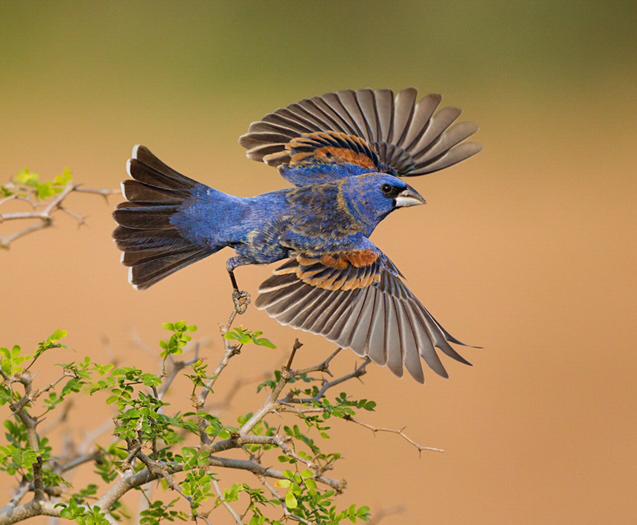 Blue Grosbeaks nest in Freshkills Park. Photo: Jorja Feldman/Audubon Photography Awards